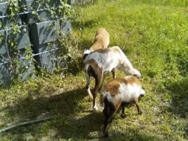 Goat, Goats — Hungary