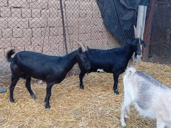 Kozel, Saanen goat