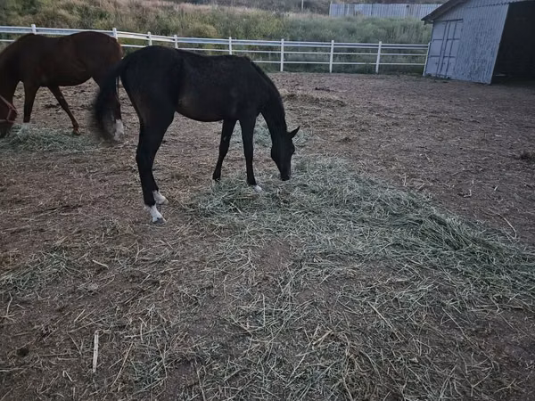 Horse (M), Akhal-Teke