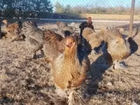 Brahma — foto 2