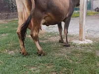 Vaca, Ganado vacuno — foto 6