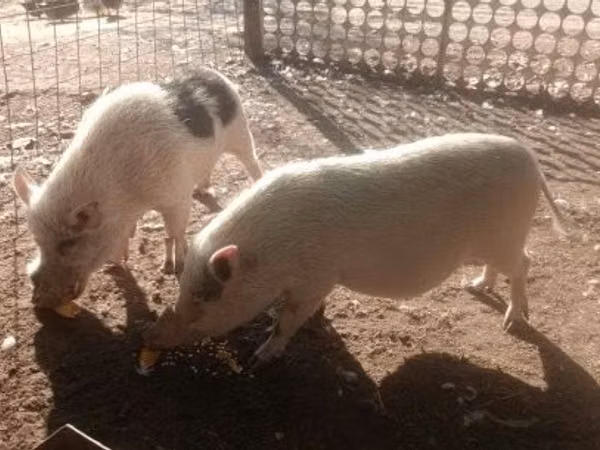 Pigs (batch, sex not specified), 