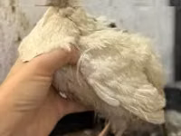 Quails — عکس 2
