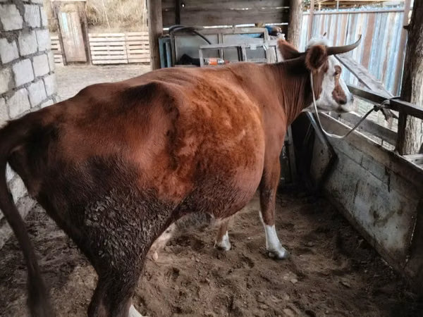 பசு, Simmental cattle — கஸகஸ்தான்