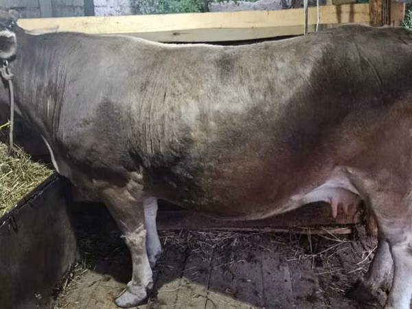 Cow, Cattle — Kyrgyzstan