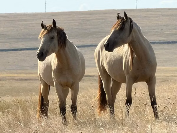 Mare, Horses