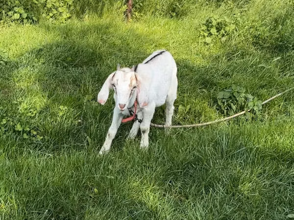 Goat, Goats — Moldova