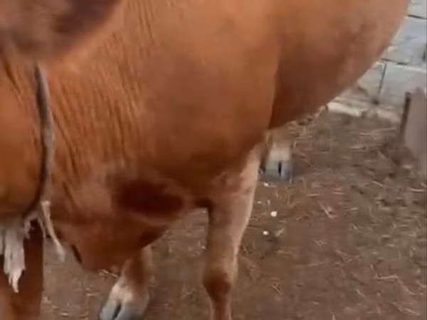 Vache, Latvian Blue cattle — Kazakhstan