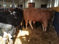 காளை, Simmental cattle — புகைப்படம் 4
