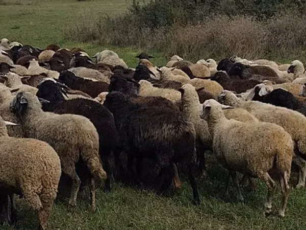 Sheep, Sheep — Moldova