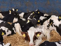 牛只（批次，未指定性别）, Simmental cattle — 照片 3