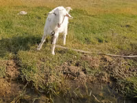 Capra, Capre — foto 4