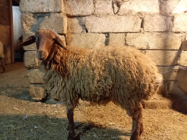 قوچ, گوسفند