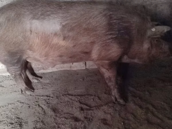 Boar,  — Moldova