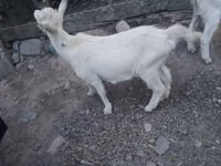 Billy Goat, Goats — photo 7