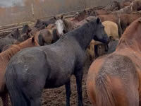 Mare, Horses — photo 4