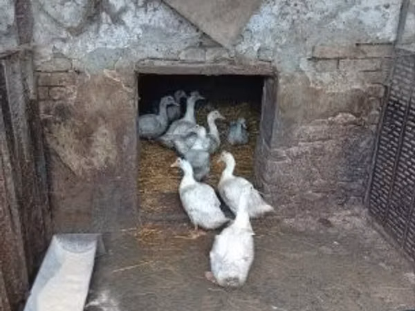 Мюлард