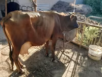 Cow, Cattle — photo 2