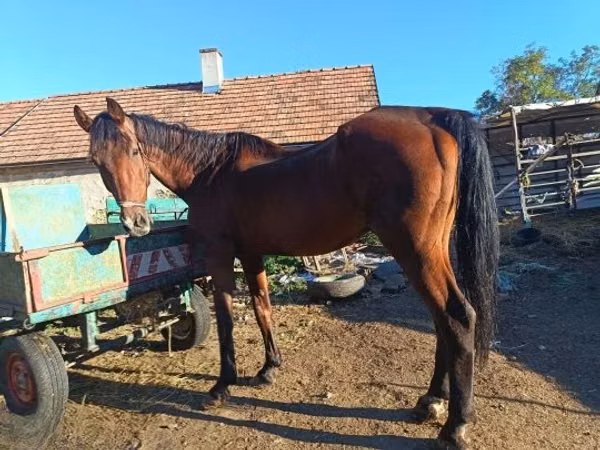 Horse (M), Horses — Hungary