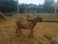 Goat, Nubian Goat — photo 5