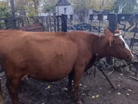 İnək, Latvian Blue cattle — foto 2