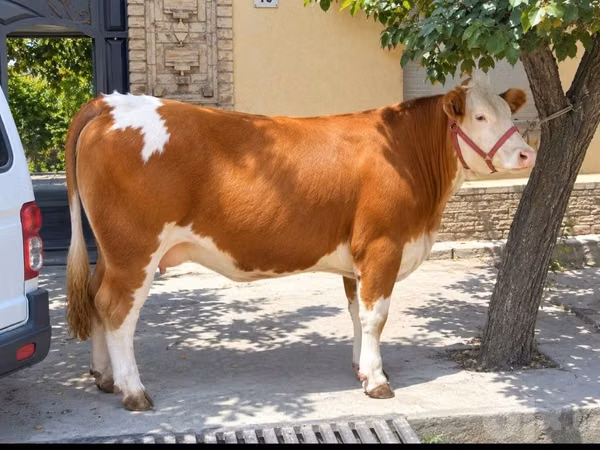 Cow, Simmental cattle — Uzbekistan