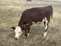 Cow, Kazakh White-headed cow — photo 3