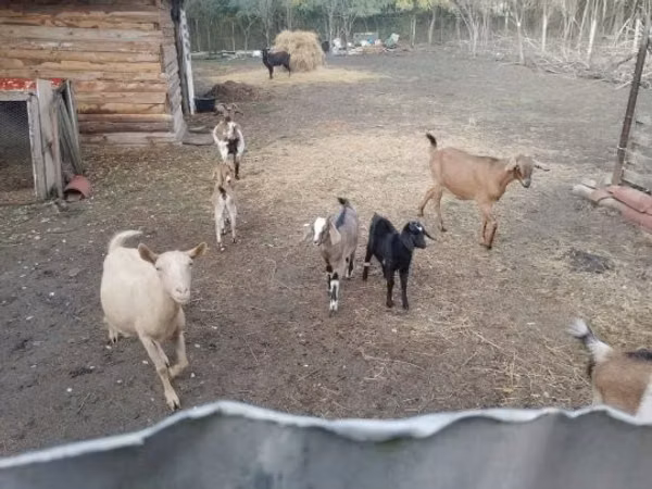 பெண் வெள்ளாடு, Alpine goat