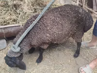 Qoʻy, Saryarka sheep — 1-rasm