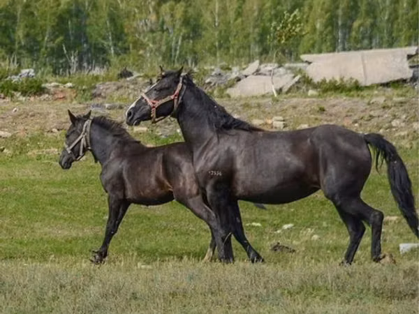 Mare, Altai horse — Kazakhstan