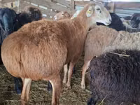 숫양, Arashan sheep — 사진 3