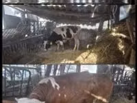 सांड, गोलस्टीन नस्ल — फ़ोटो 1