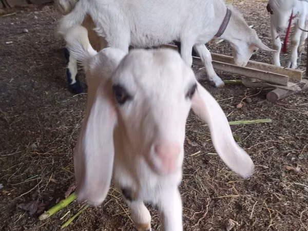 Capra, Nubian Goat — Kirghizistan