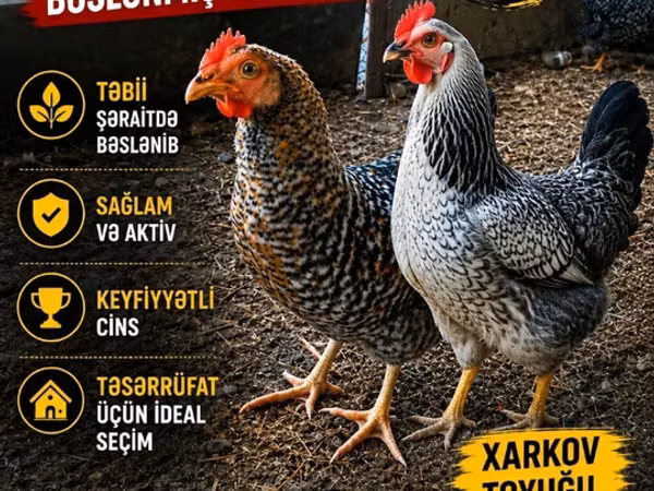 Chickens — Azerbaïdjan