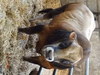 황소, Partenaise cattle — 사진 1