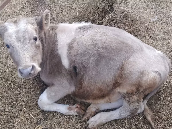 Toro, Simmental cattle — Kazakistan