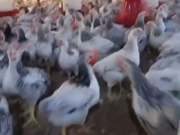 Chickens — جمهوری آذربایجان