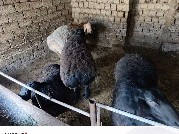 Ram, Sheep — Uzbekistan