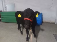 Toro, Aberdeen Angus — foto 7