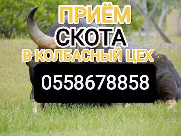Bull, Cattle — Kyrgyzstan