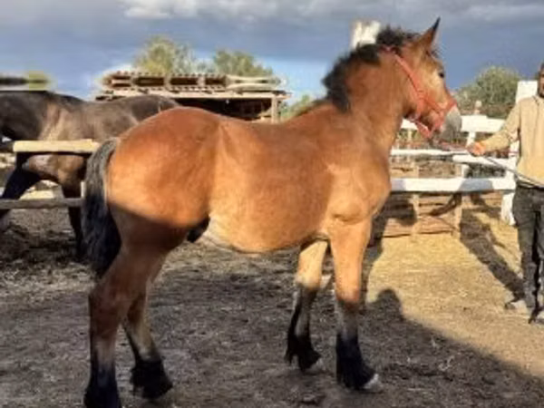 Horse (M), Horses — Hungary