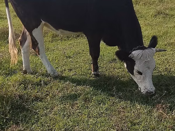 Krowa, Simmental cattle