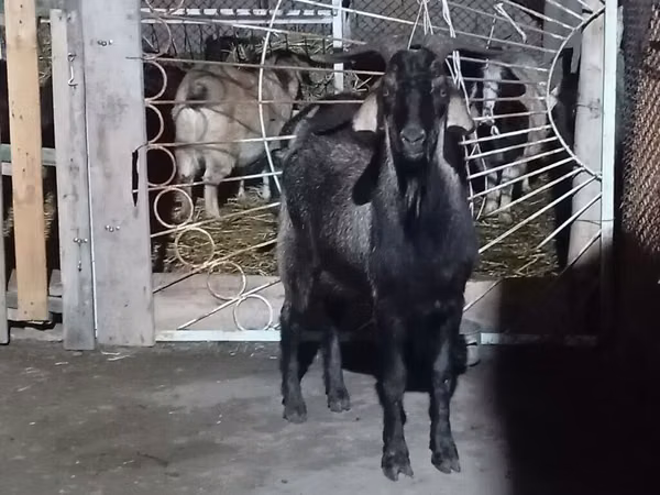 Țap, Capre
