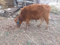Vaca, Bovinos — foto 3