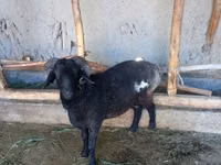 Ram, Sheep — photo 3