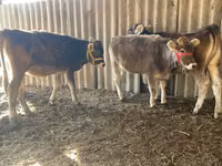 गाय, Swiss cattle — फ़ोटो 5