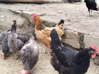 Chickens — zdjęcie 6