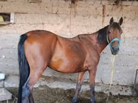Cavalla, Cavalli — foto 1