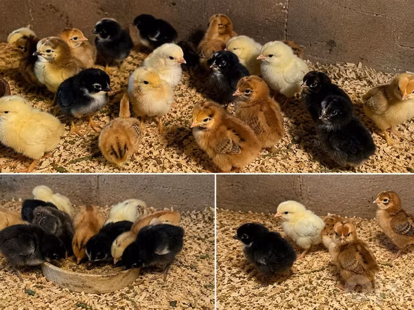 Chickens — উজবেকিস্তান