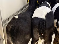 牛只（批次，未指定性别）, Simmental cattle — 照片 6